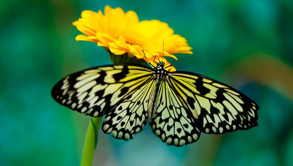 motyl-hashimoto-czy-mozna-wyleczyc-iwona-wierzbicka motyl-hashimoto-czy-mozna-wyleczyc-iwona-wierzbicka