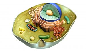 mitochondrialna