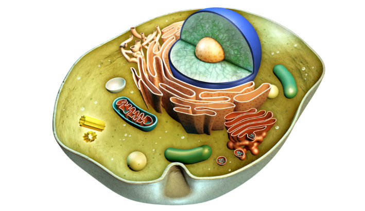 mitochondrialna