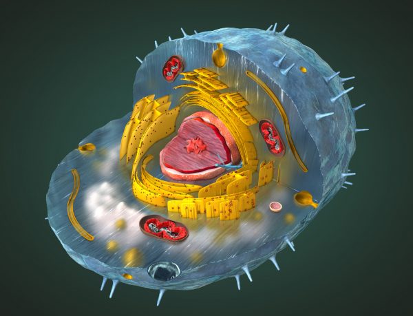 dieta wspomaga mitochondria