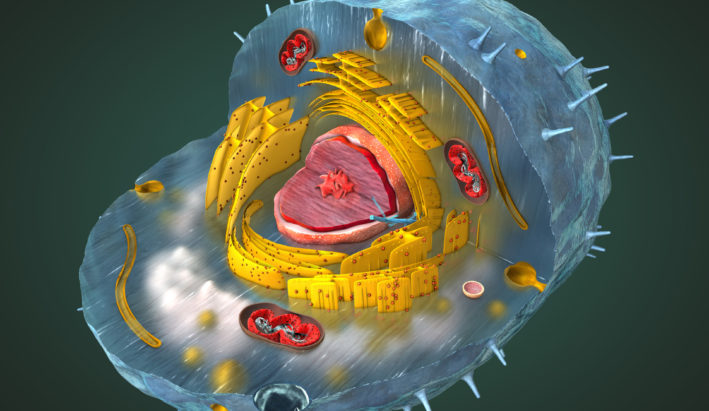 dieta wspomaga mitochondria