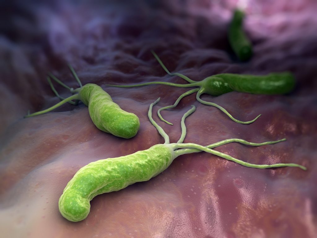 Helicobacter pylori