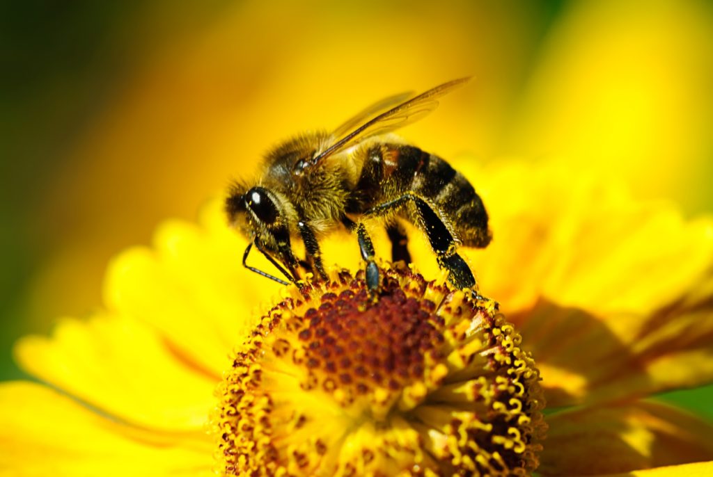 pyłek pszczeli na różne dolegliwości